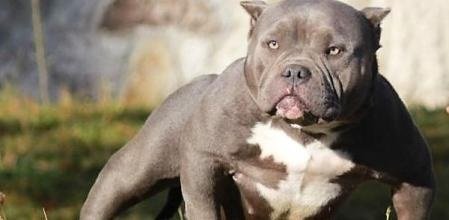 Perro de la raza American Bully