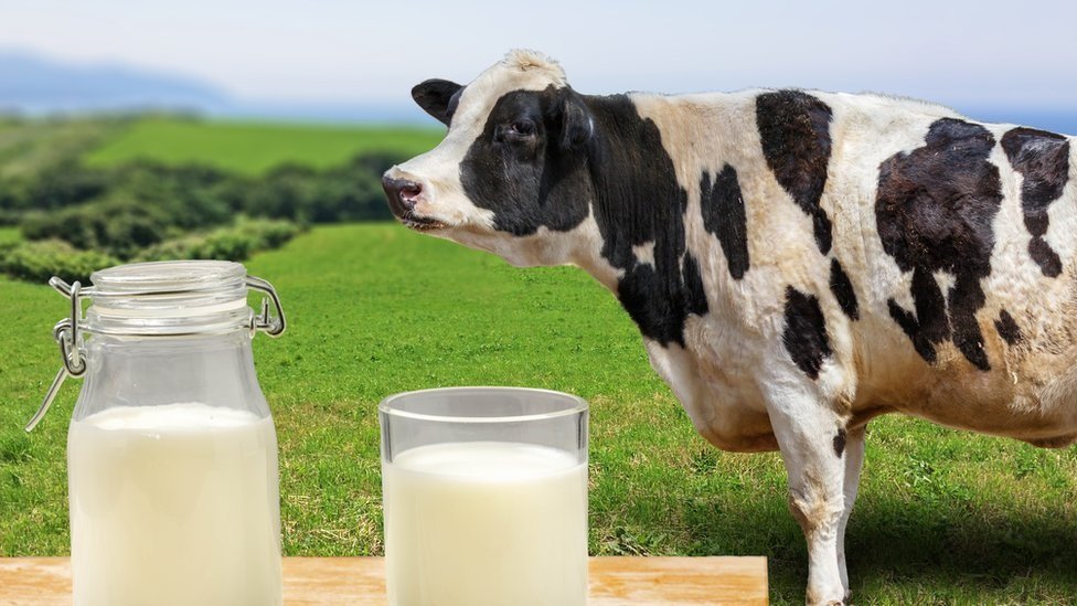 Si eres de los que inicia el día con un vaso de leche o un tazón de cereal, es crucial saber qué tipo de leche estás consumiendo y si cumple con los estándares de calidad.