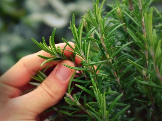 El romero ha ganado popularidad como uno de los ingredientes más efectivos dentro de la cosmética natural para el cuidado capilar.